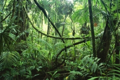 congo_jungle_ctt