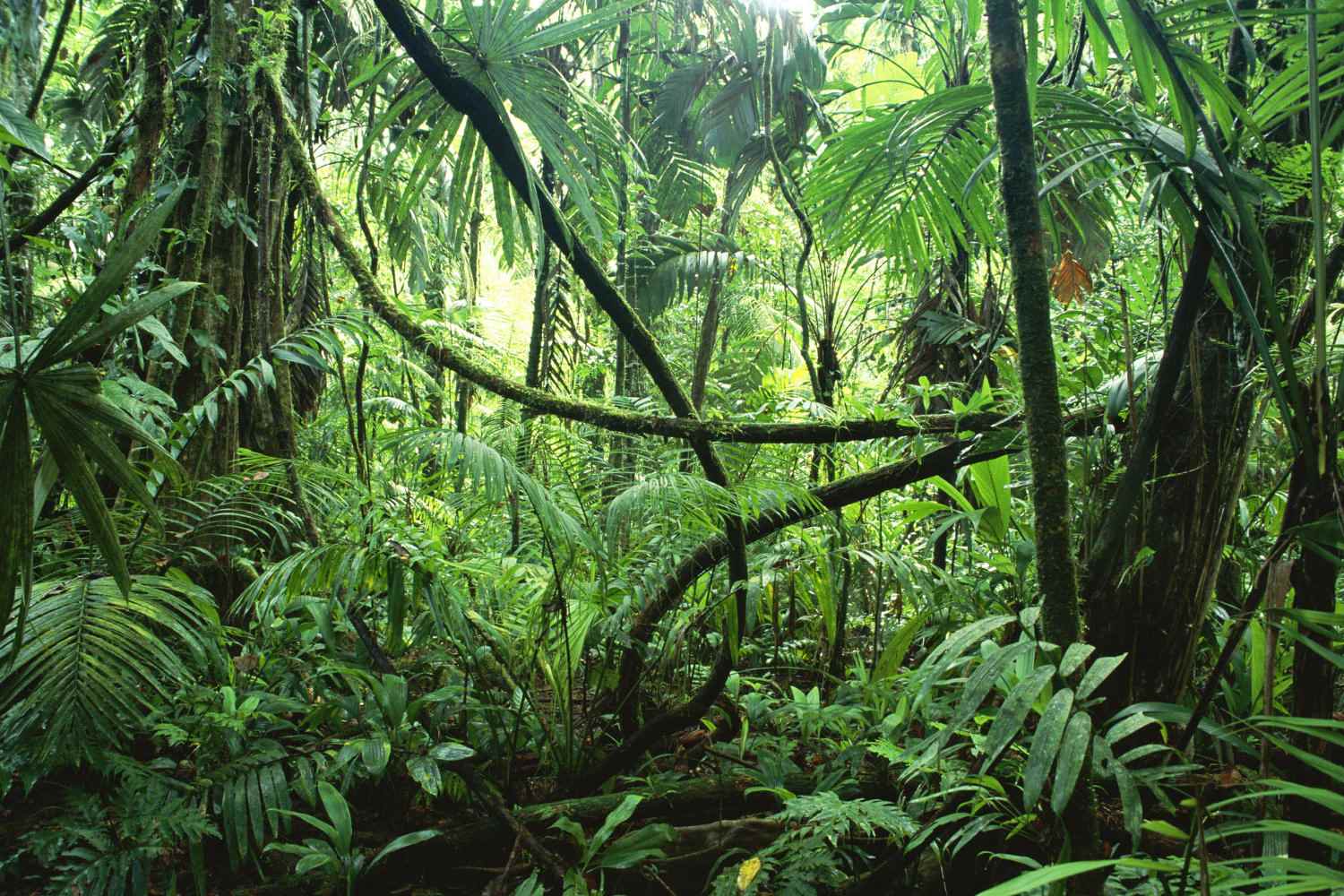 Congo jungle ctt Embassy Of The Democratic Republic Of Congo